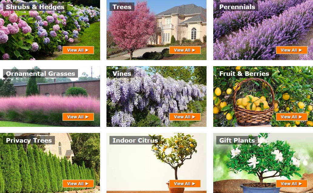 Brighter Blooms Nursery XCart