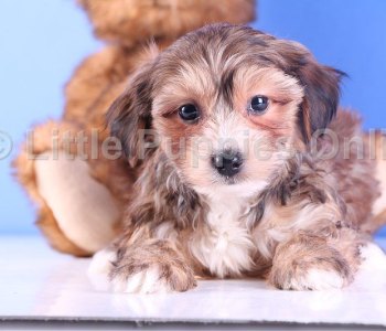 Wilson - FUN Morkie