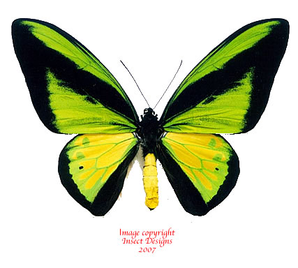Ornithoptera goliath procus butterfly