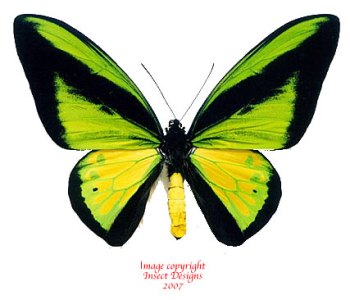 Ornithoptera goliath procus butterfly