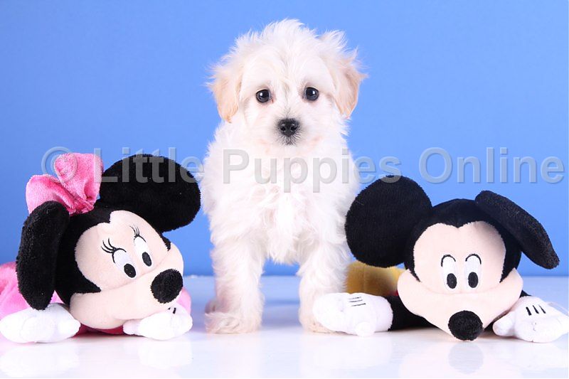 Winnie - Sweet MaltiPoo