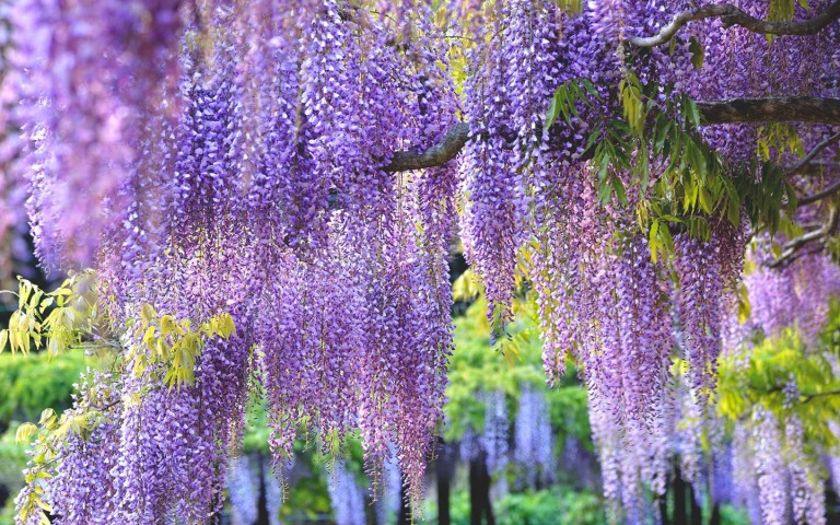 Brighter Blooms Nursery